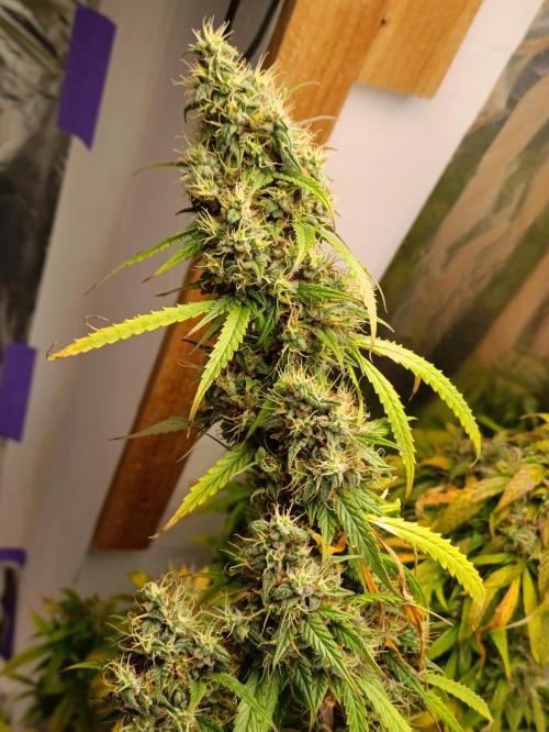 GROWBOX 4 (17.+18.+19.+20.+21.). Week 15 - Tag 101