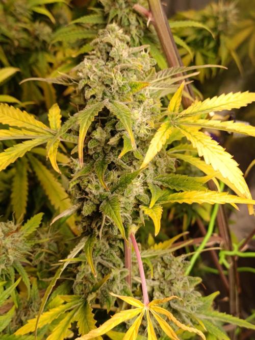 GROWBOX 4 (17.+18.+19.+20.+21.). Week 15 - Tag 101