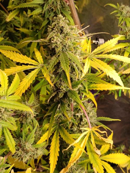 GROWBOX 4 (17.+18.+19.+20.+21.). Week 15 - Tag 101