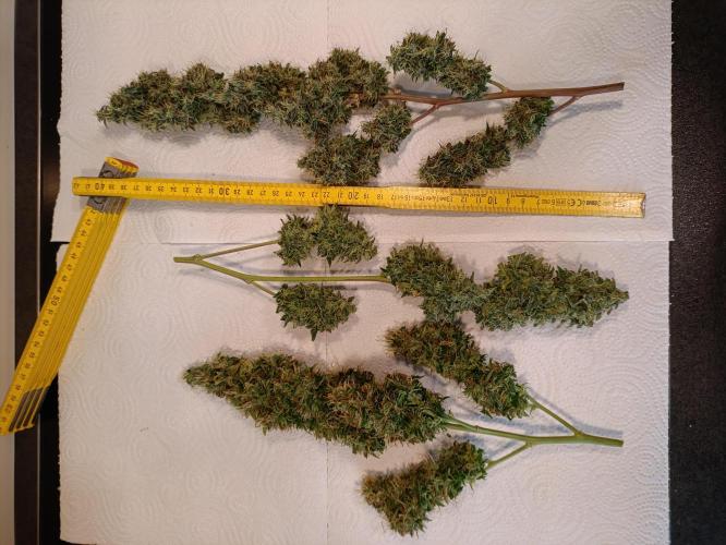 GROWBOX 4 (17.+18.+19.+20.+21.). Week 15 - Tag 102 - Die restlichen drei Headbuds geernet!