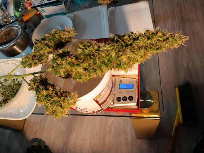 GROWBOX 4 (17.+18.+19.+20.+21.). Week 15 - Tag 102 - "19. Gelato" Headbud