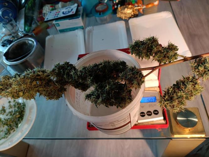 GROWBOX 4 (17.+18.+19.+20.+21.). Week 15 - Tag 102 - "17. Forbidden Fruit" Headbud