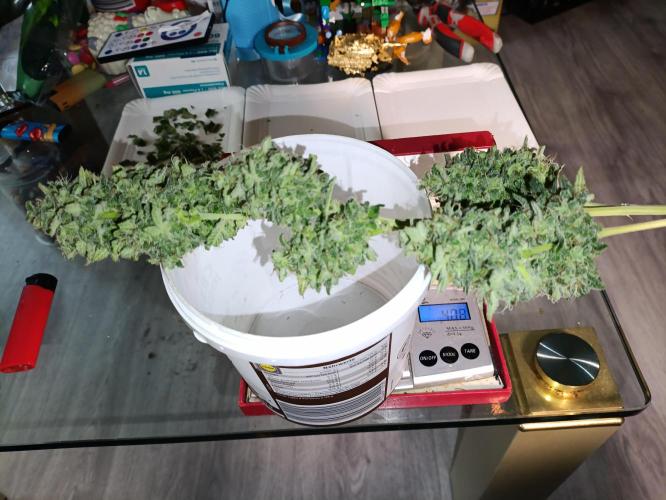 GROWBOX 4 (17.+18.+19.+20.+21.). Week 15 - Tag 102 - "18. Forbidden Fruit" Headbud