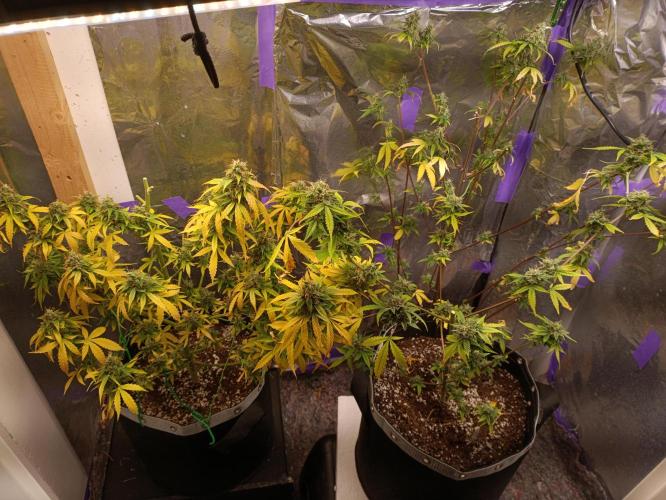 GROWBOX 4 (17.+18.+19.+20.+21.). Week 15 - Tag 105