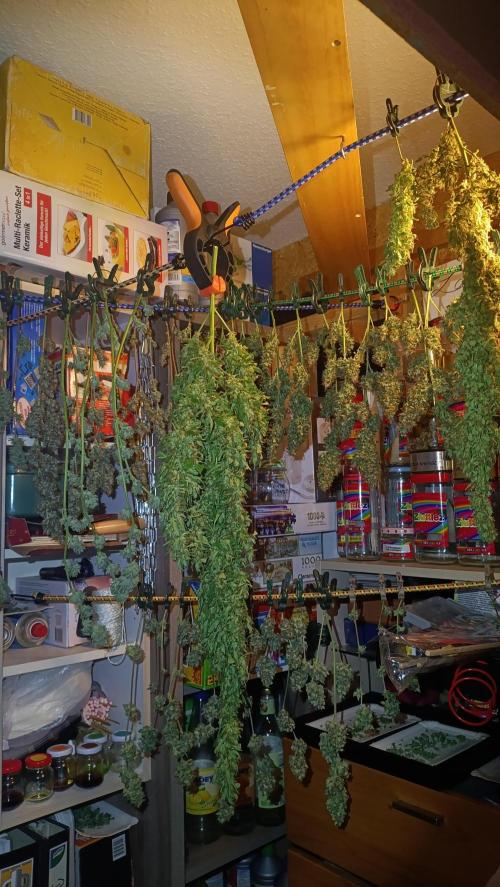 GROWBOX 4 (17.+18.+19.+20.+21.). Week 15 - Das Ergebnis...die ersten geernteten Gelatos sind schon bereit zum " Verzehr"!
