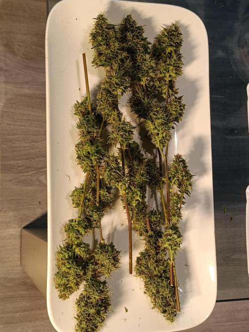 GROWBOX 4 (17.+18.+19.+20.+21.). Week 16