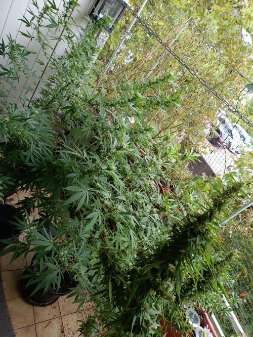 3.1 STRAWBERRY COLA SHERBET @Balkon2026. Week 23 - Tag 160