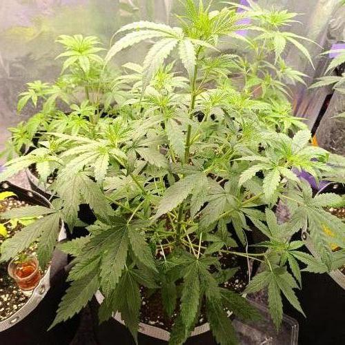 GROWBOX 4 (17.+18.+19.+20.+21.). Week 5 - Tag 35