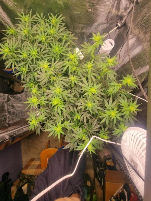 Grow Tent 4x4x6.5. Week 10
