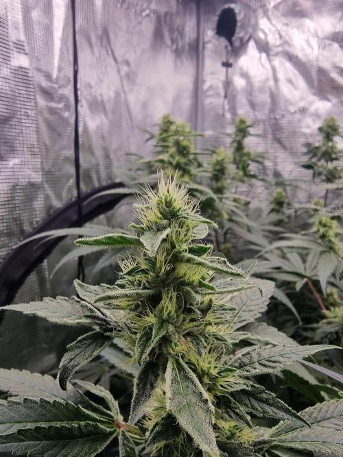 Grow Tent 4x4x6.5. Week 12
