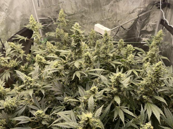 Grow Tent 4x4x6.5. Week 14