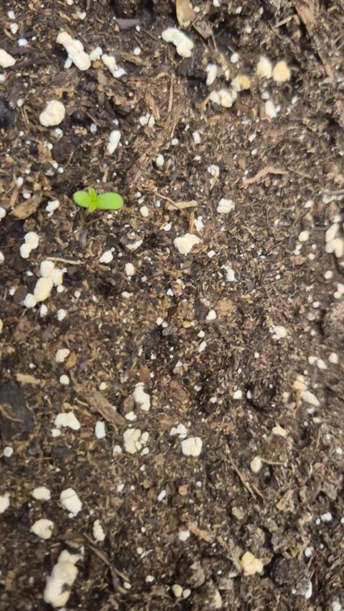 Tropicana Cookie Auto