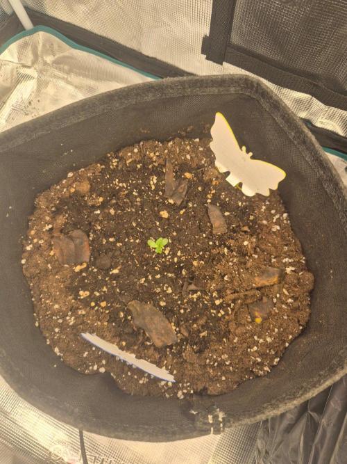 FF MixPack MarsHydro SpiderFarmer. Week 2