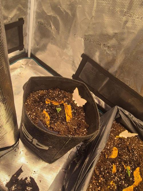 FF MixPack MarsHydro SpiderFarmer. Week 2