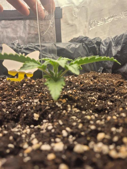 Tropicana Cookie Auto. Week 2