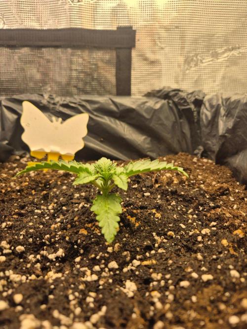 Tropicana Cookie Auto. Week 2