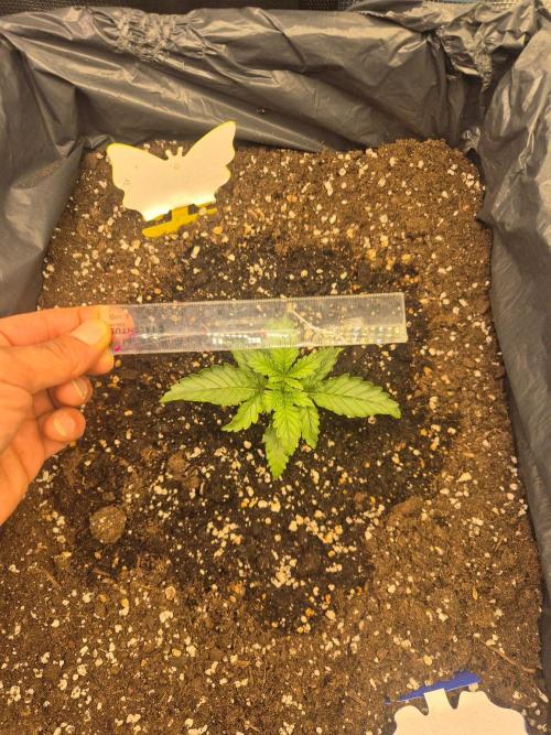 Tropicana Cookie Auto. Week 2