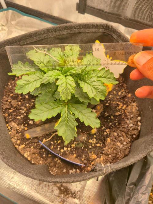 FF MixPack MarsHydro SpiderFarmer. Week 3