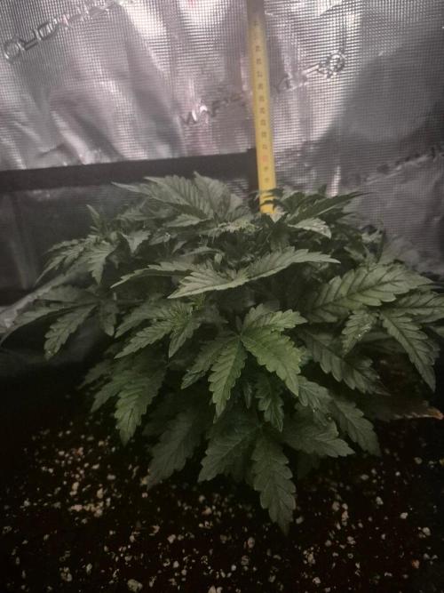 Tropicana Cookie Auto. Week 3