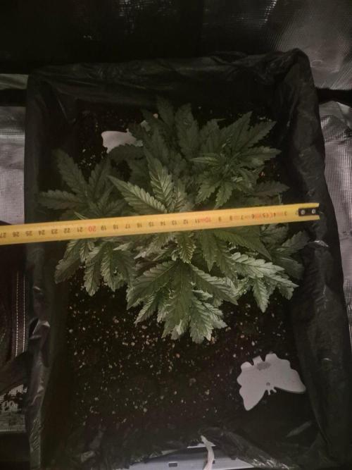 Tropicana Cookie Auto. Week 3