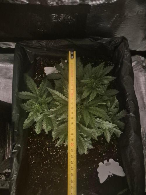 Tropicana Cookie Auto. Week 3