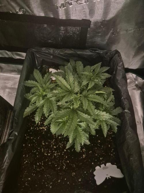 Tropicana Cookie Auto. Week 3