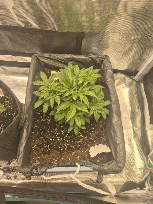 Tropicana Cookies Auto. Week 3