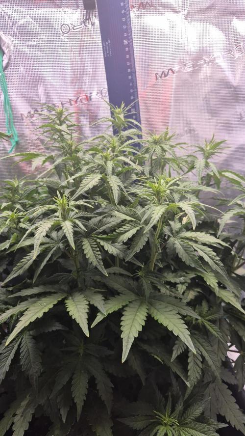 Tropicana Cookie Auto. Week 4