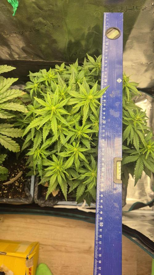 Tropicana Cookie Auto. Week 4