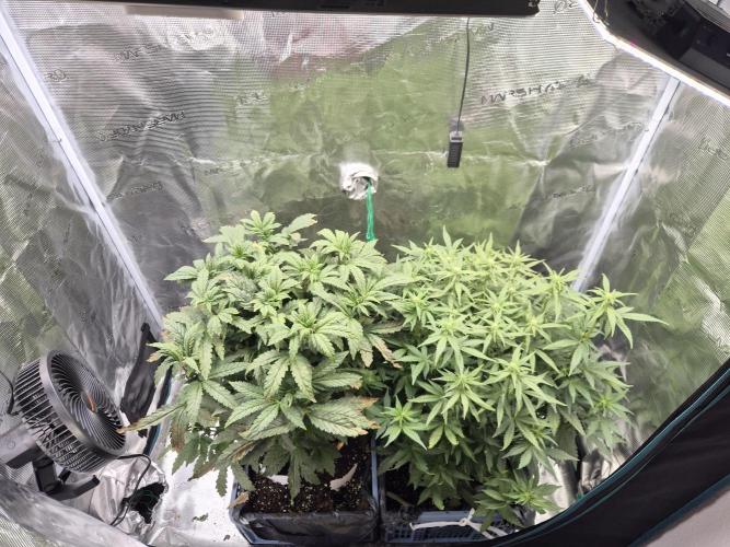 FF MixPack MarsHydro SpiderFarmer. Week 5