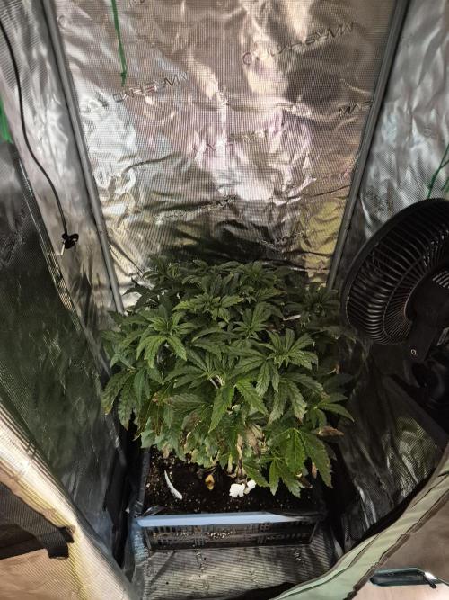 FF MixPack MarsHydro SpiderFarmer. Week 5