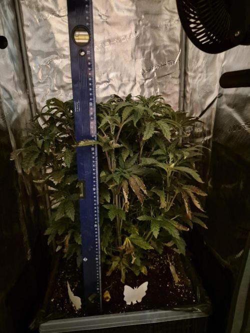 FF MixPack MarsHydro SpiderFarmer. Week 5