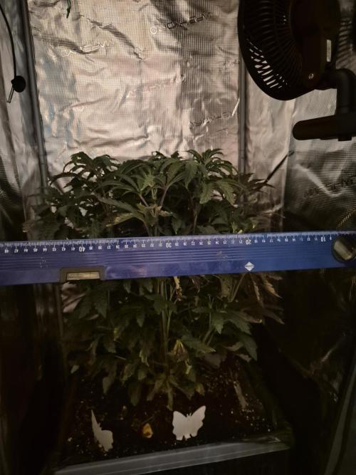 FF MixPack MarsHydro SpiderFarmer. Week 5