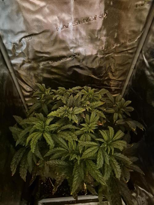 Mix Pack FF. Week 5
