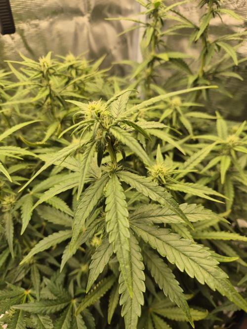 Tropicana Cookie Auto. Week 6