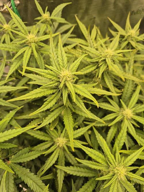 Tropicana Cookie Auto. Week 6