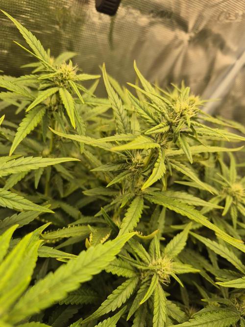 Tropicana Cookie Auto. Week 6