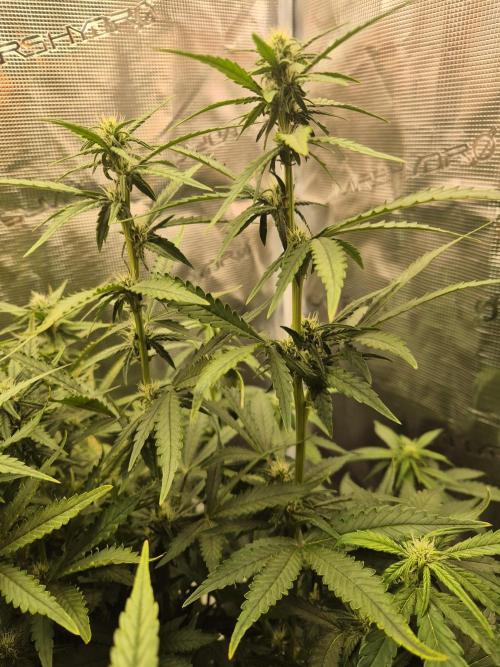 Tropicana Cookie Auto. Week 6