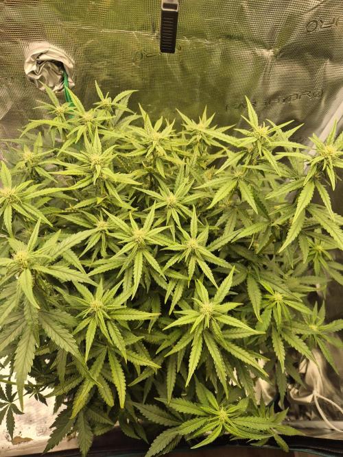 Tropicana Cookie Auto. Week 6