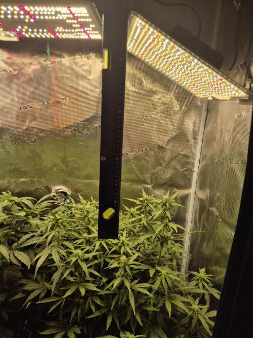 Tropicana Cookie Auto. Week 6