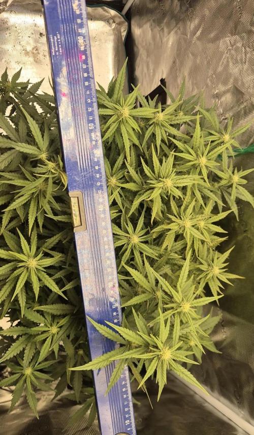 Tropicana Cookie Auto. Week 6