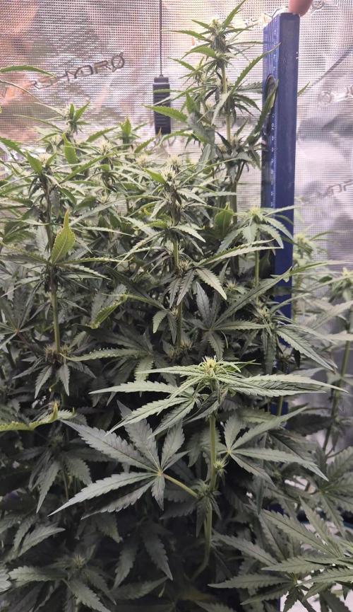 Tropicana Cookie Auto. Week 6