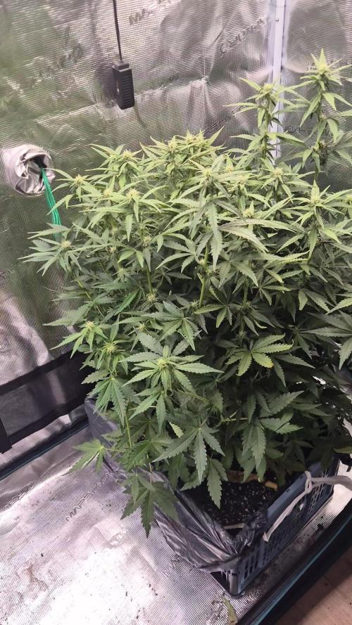 Tropicana Cookies Auto. Week 6