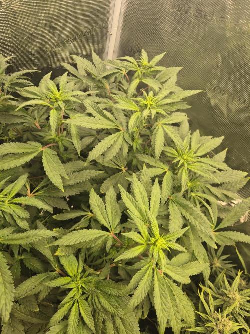 FF MixPack MarsHydro SpiderFarmer. Week 7