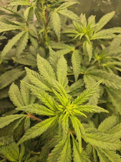 FF MixPack MarsHydro SpiderFarmer. Week 7