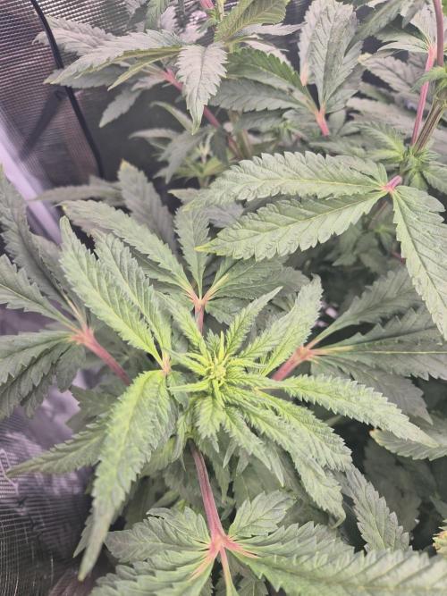 FF MixPack MarsHydro SpiderFarmer. Week 7