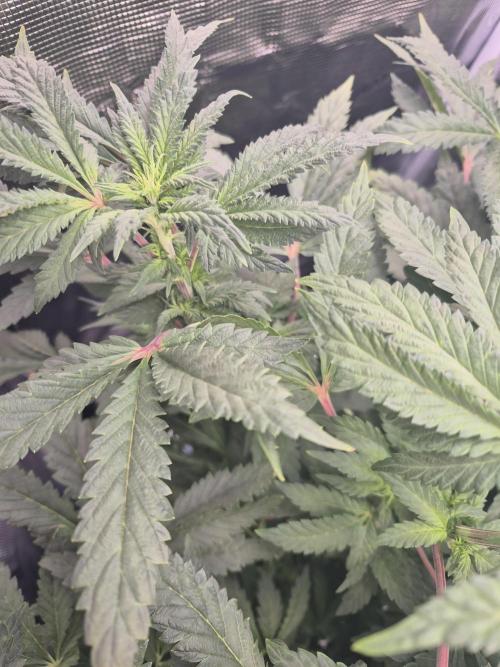 FF MixPack MarsHydro SpiderFarmer. Week 7