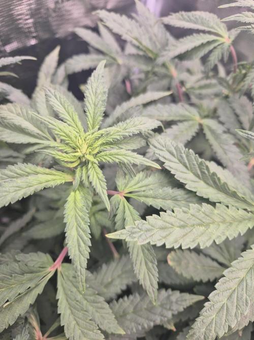 FF MixPack MarsHydro SpiderFarmer. Week 7