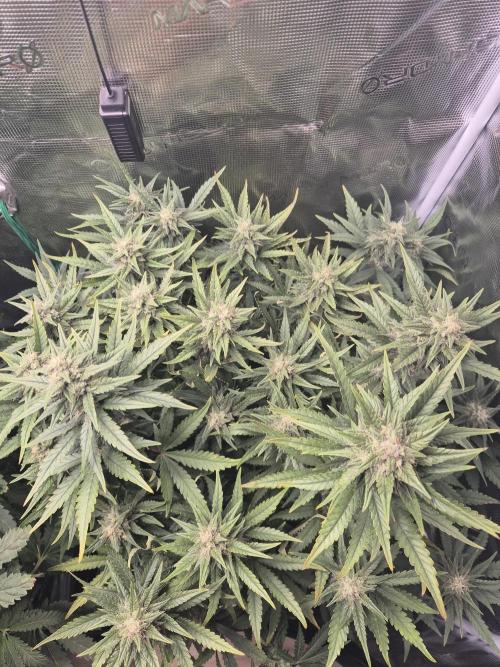 Tropicana Cookie Auto. Week 7