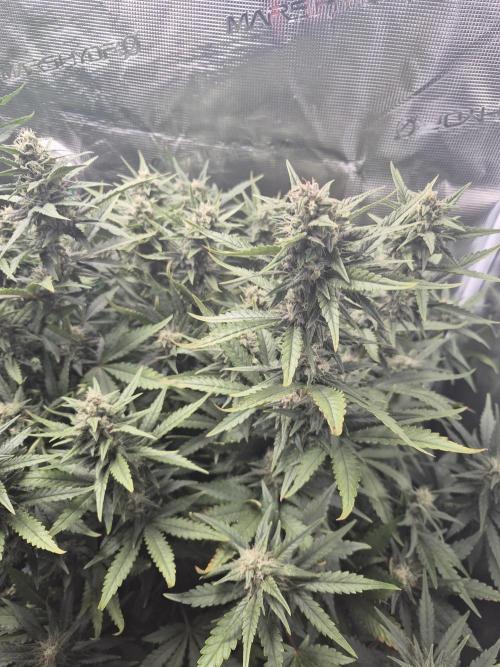 Tropicana Cookie Auto. Week 7
